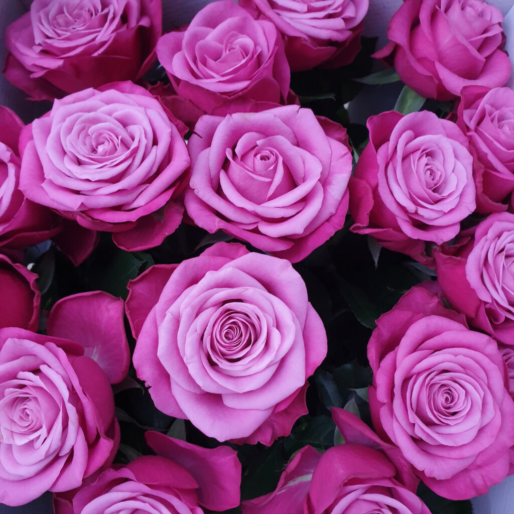 Prince of Persia - Paarse rozen - 12 stuks