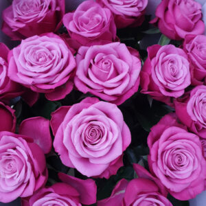 Prince of Persia - Paarse rozen - 24 stuks