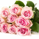 Avalanche+ - Roze rozen - 12 stuk