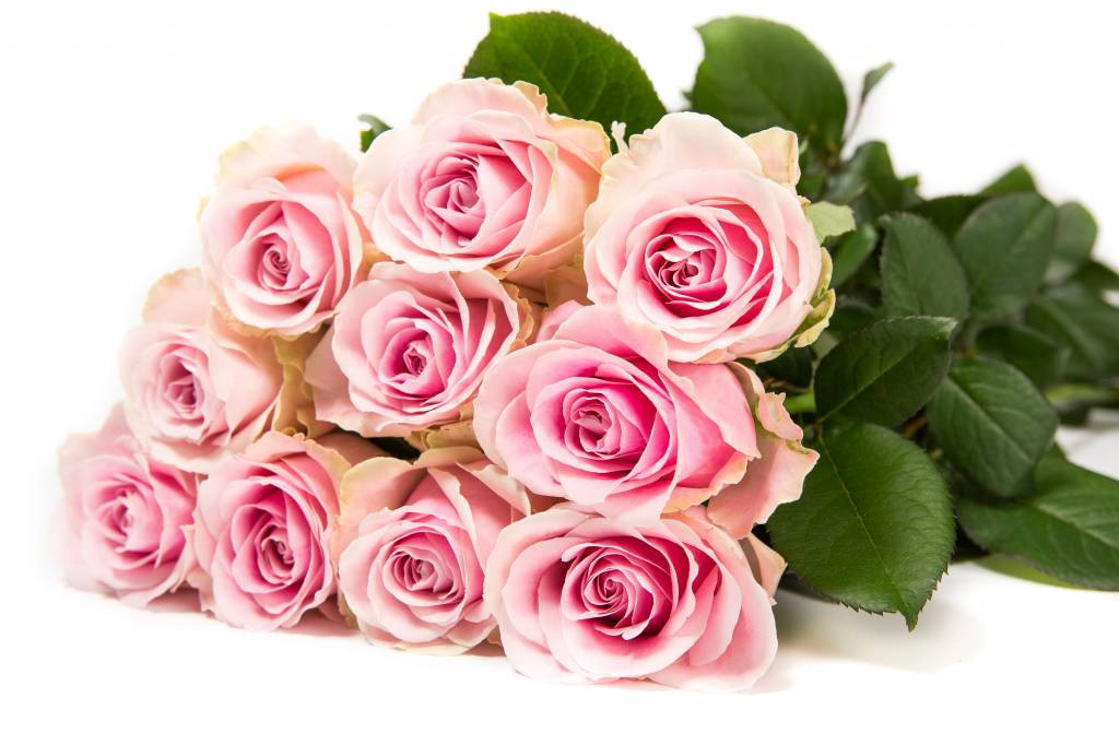 Avalanche+ - Roze rozen - 12 stuk