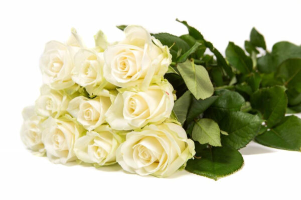 Avalanche+ - Witte rozen - 12 stuks