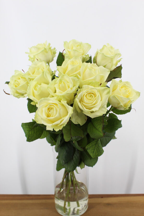 Avalanche+ - Witte rozen - 12 stuks