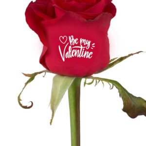 Bedrukte rozen "Be My Valentine" (11.02-14.02)