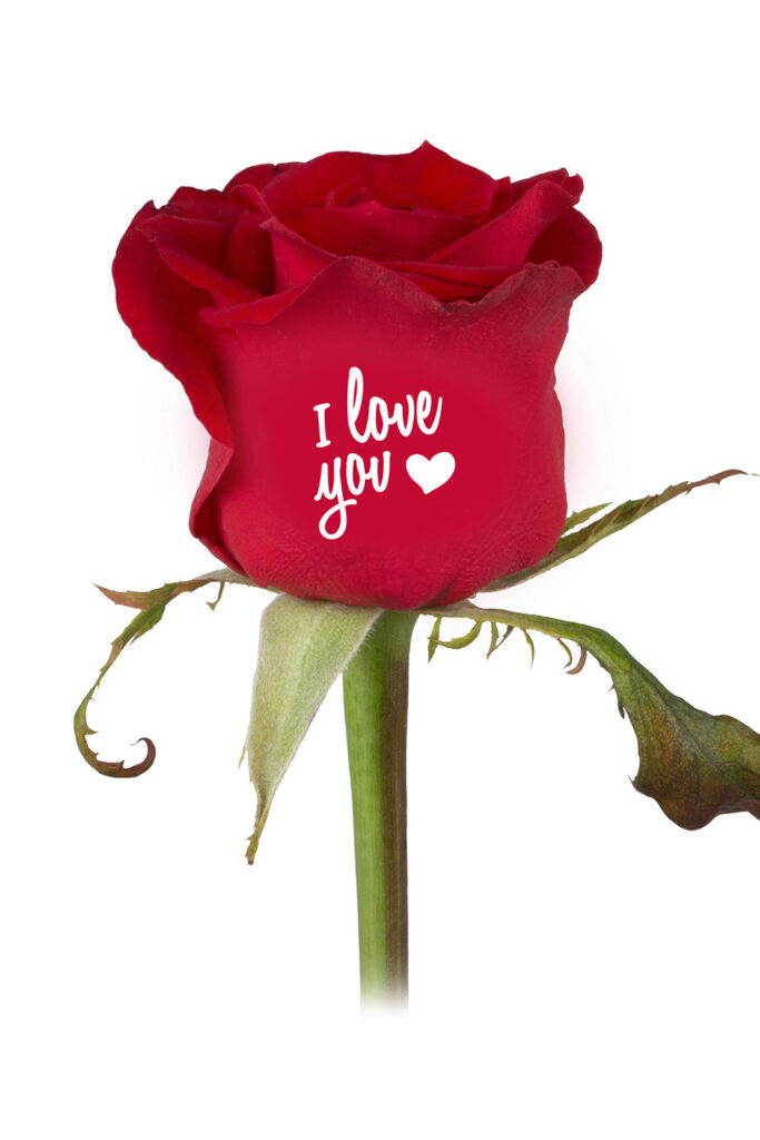 Bedrukte rozen "I love you"  (11.02-14.02)