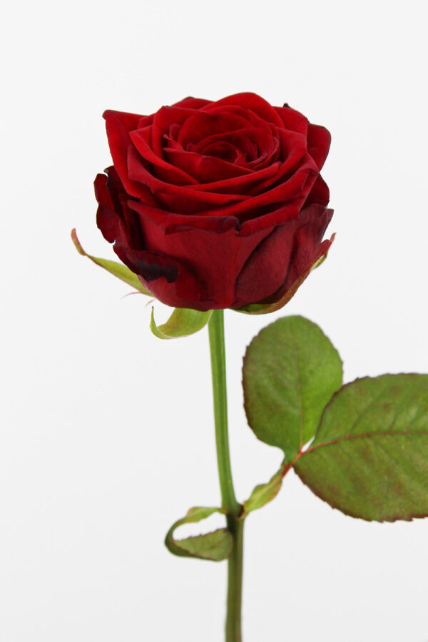 Red Naomi! - Rode rozen - REGULAR
