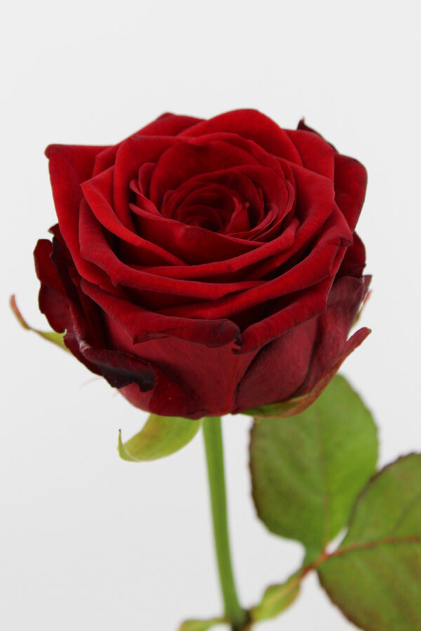 Red Naomi! - Rode rozen - REGULAR