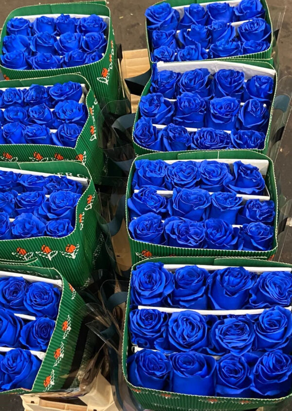 Mondial Blauw