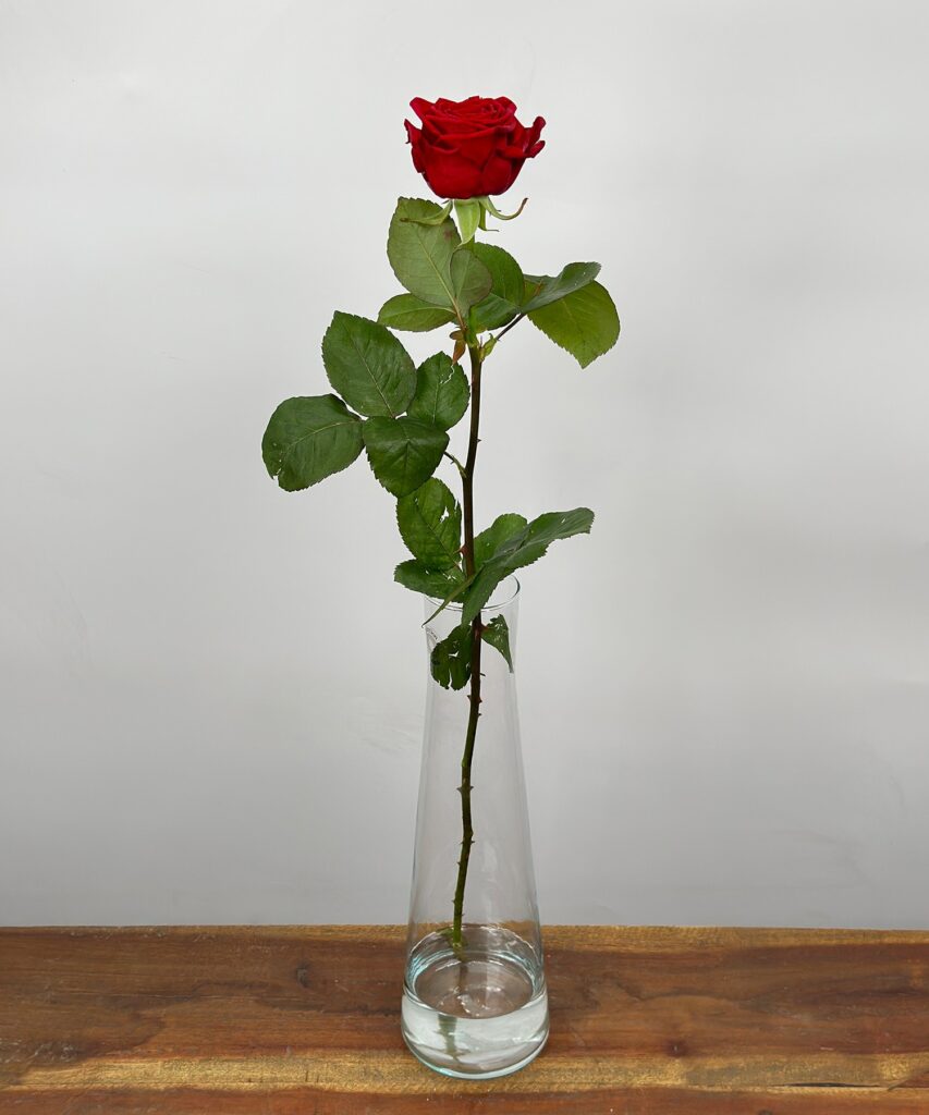 Save Naomi! - Red roses - REGULAR