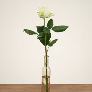 White Naomi - Witte rozen - 1 stuk