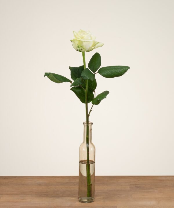 White Naomi - Witte rozen - 1 stuk