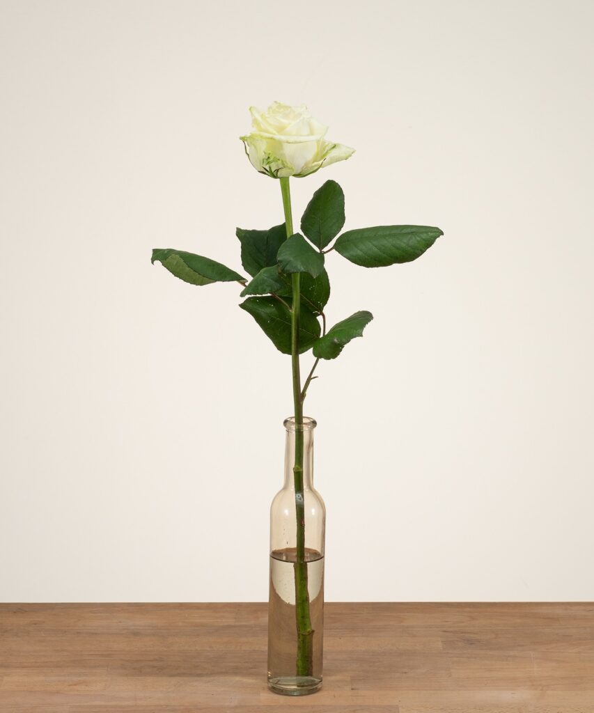 White Naomi - White roses - 1 piece