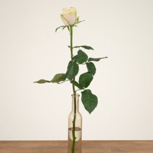 Avalanche+ - Witte rozen - 1 stuk