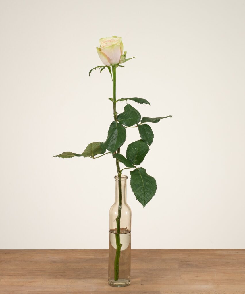 Avalanche+ - White roses - 1 piece