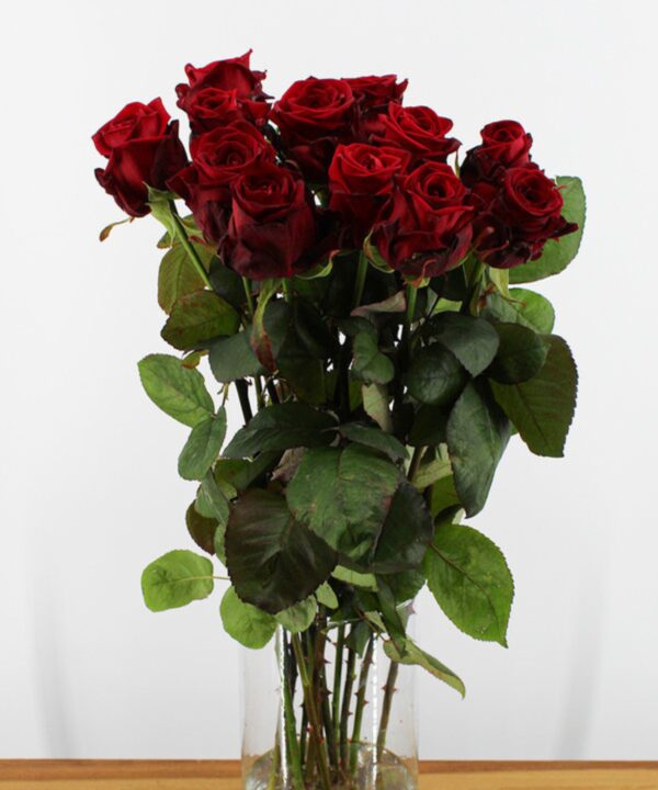 Red Naomi! - Rode rozen - 12 stuks REGULAR