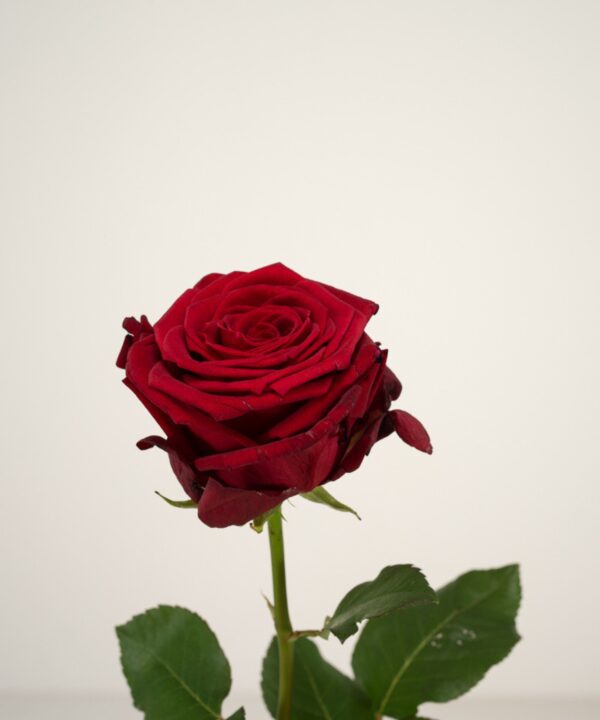 Red Naomi! - Rode rozen - PREMIUM