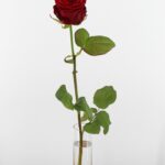 Red Naomi! - Rode rozen - PREMIUM