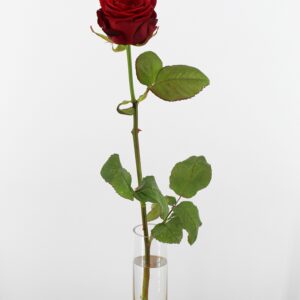 Red Naomi! - Rode rozen - PREMIUM