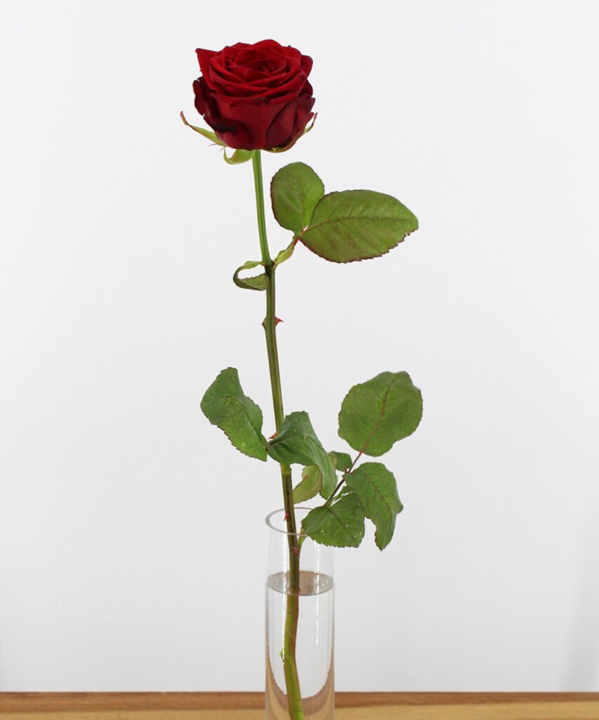 Red Naomi! - Red roses - PREMIUM