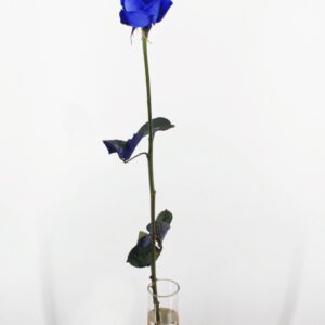 Vendela - Blauwe roos - 1 stuk