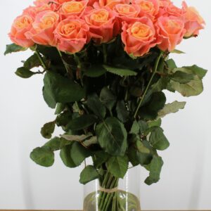 Miss Piggy - zalmroze oranje kleurige Rozen - 24 stuks