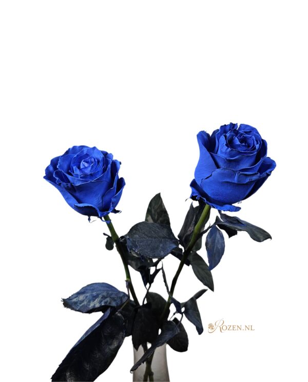 Mondial - Blauwe rozen - 24 stuks