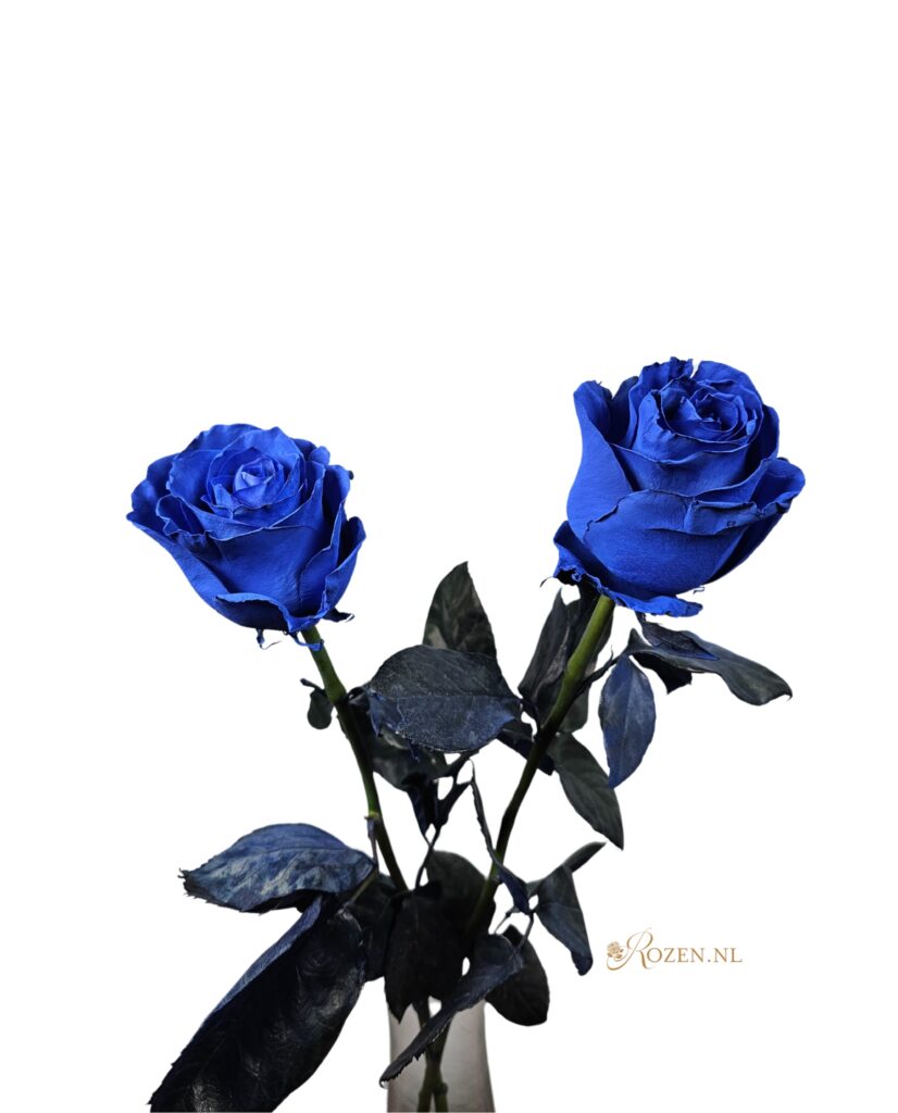 Mondial - Blue roses - 12 pieces