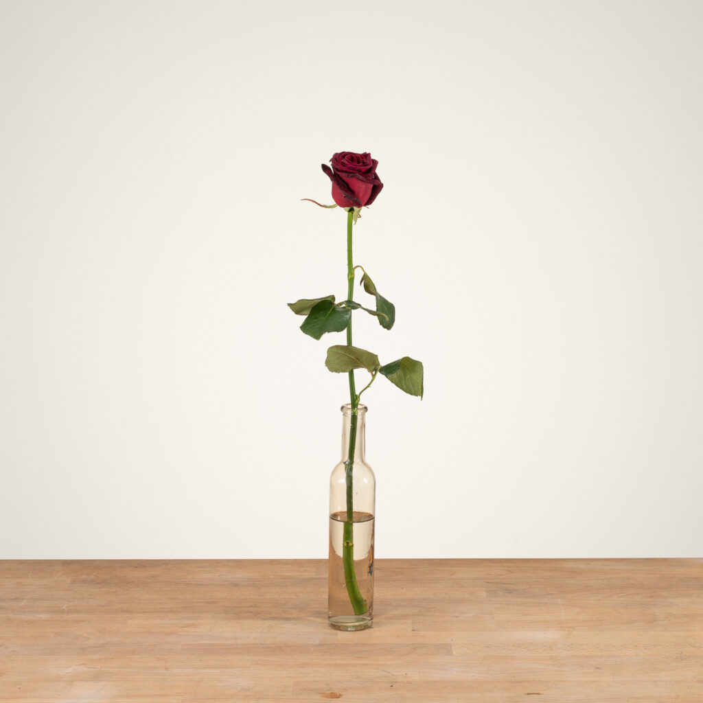 Black Baccara - Rode Rozen - 1 stuk