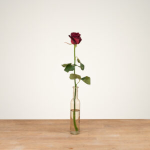 Black Baccara - Rode Rozen - 1 stuk