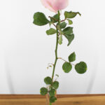 Avalanche+ - Roze rozen - 1 stuk