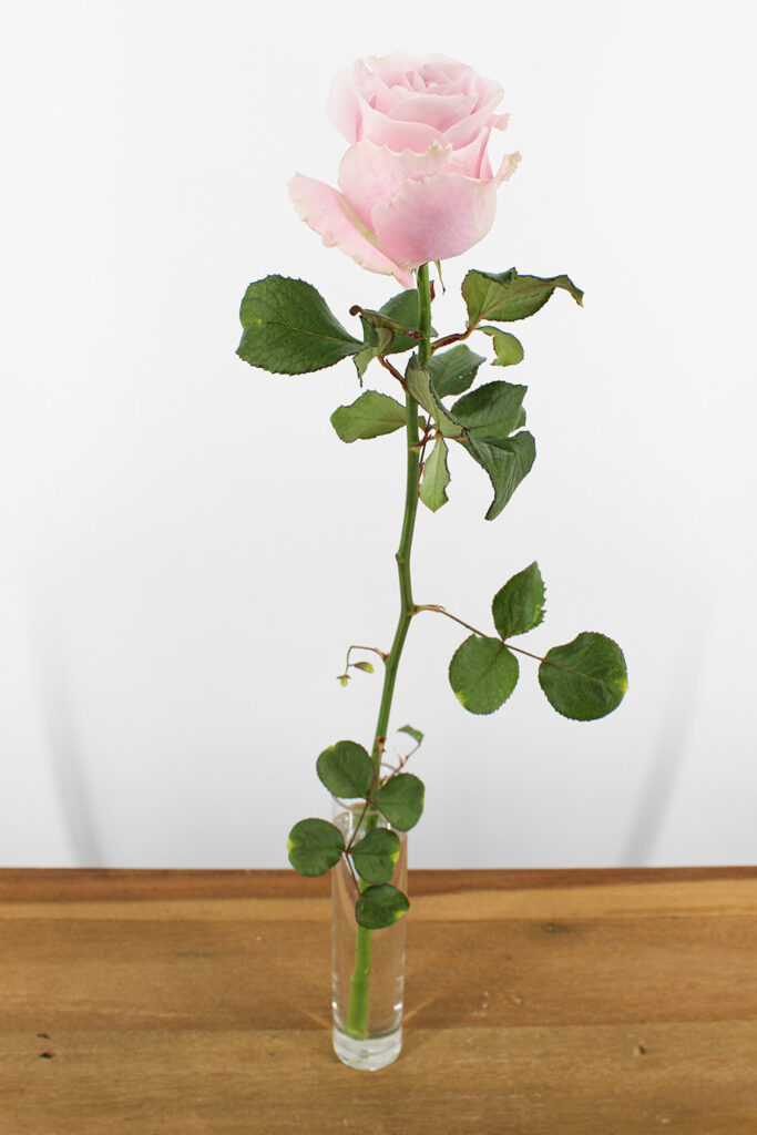Avalanche+ - Roze rozen - 1 stuk