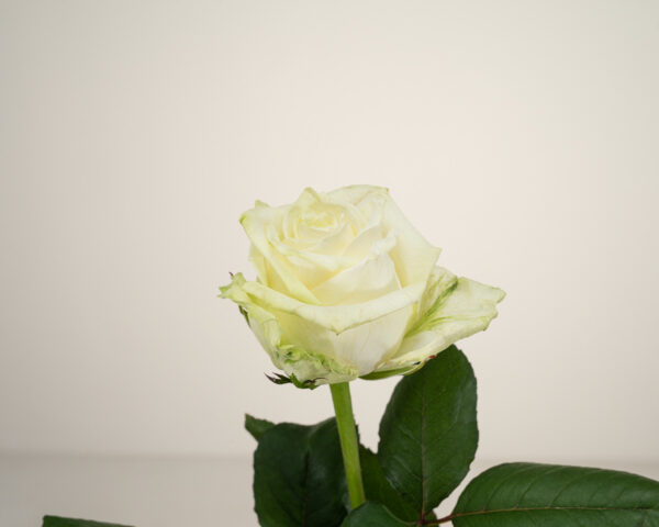 White Naomi - Witte rozen - 1 stuk