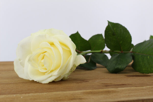 White Naomi - Witte rozen - 1 stuk