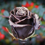Choco gold R-384