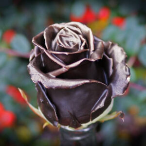 Choco gold R-384