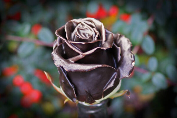 Choco gold R-384