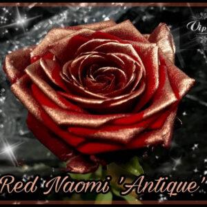 Red Naomi+ Antique