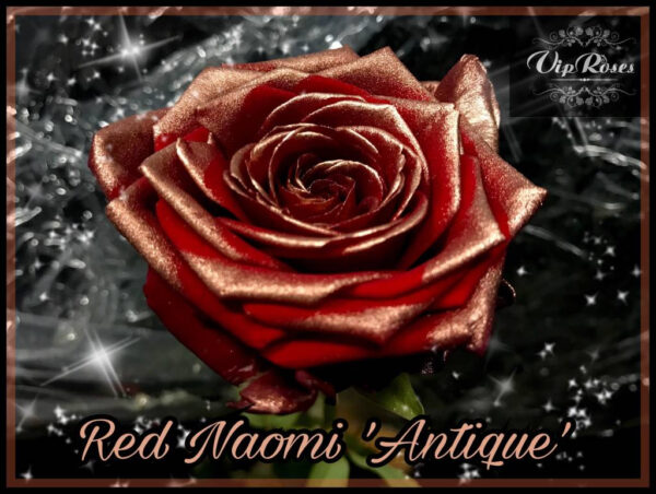 Red Naomi+ Antique