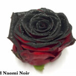 Red Naomi+ glitter black