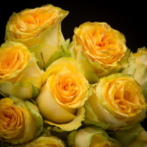 Lemon Finess