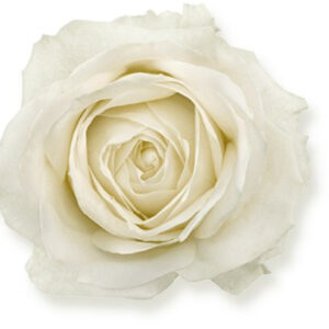 Avalanche+ - Witte rozen - 1 stuk