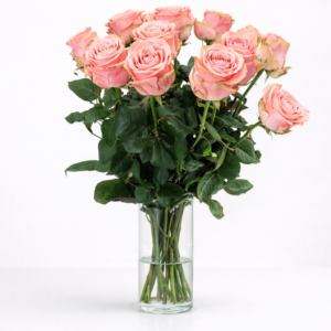 Sophia Loren 12 stuks