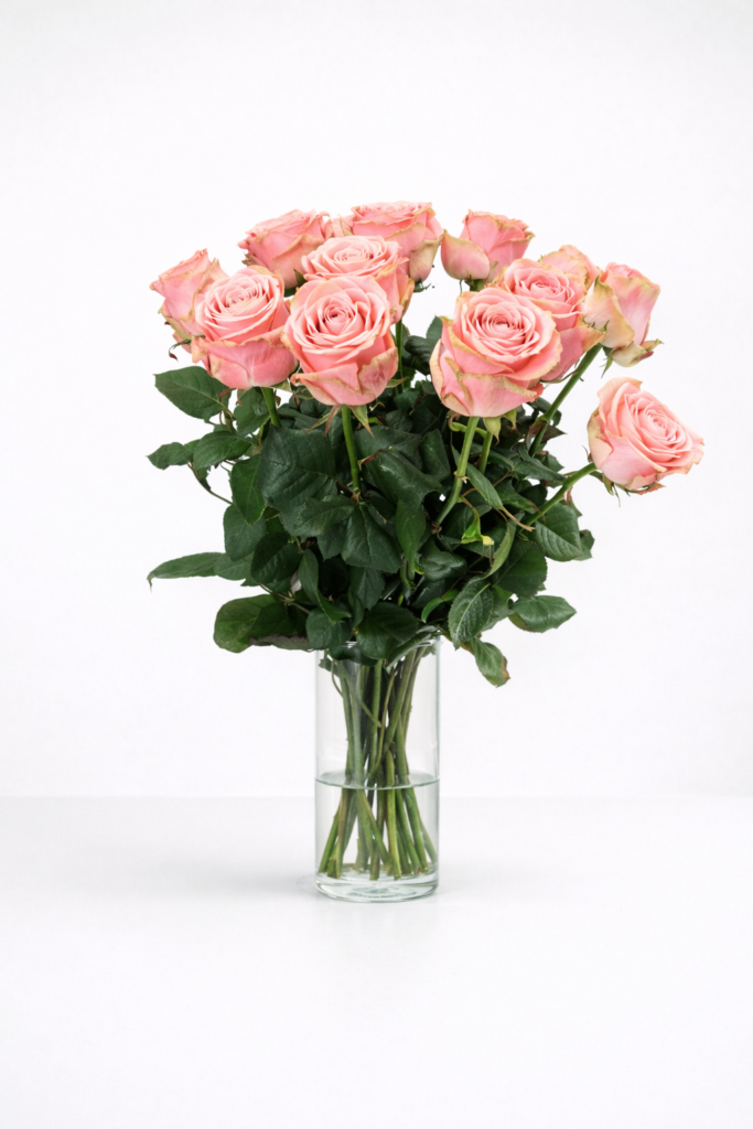 Sophia Loren 12 stuks