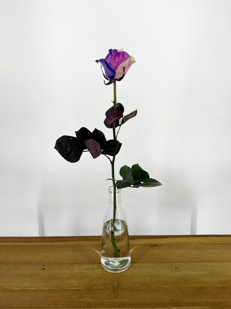 Rainbow Galaxy 1 stuk