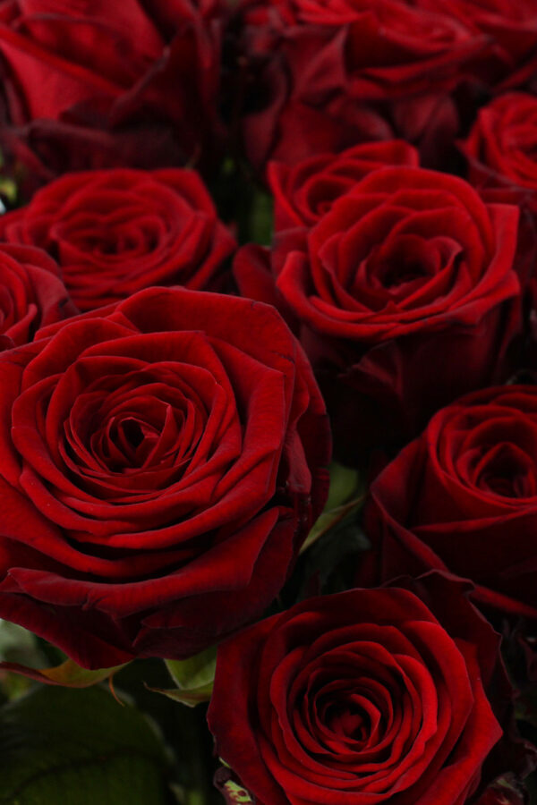 Red Naomi! - Rode rozen - 100 stuks REGULAR