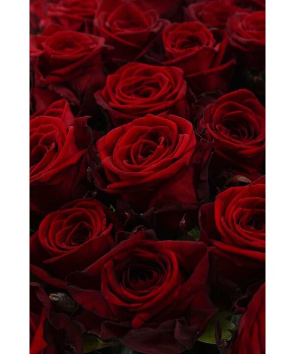 Red Naomi! - Rode rozen - 50 stuks BASIC