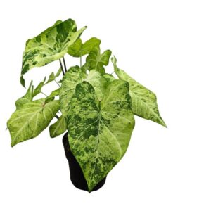 Caladium "Frog in a blender"