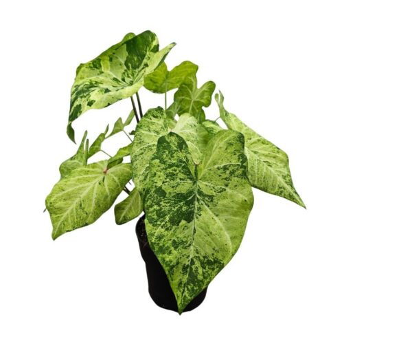 Caladium "Frog in a blender"