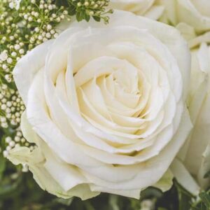 Avalanche+ - Roses blanches - 1 pièce