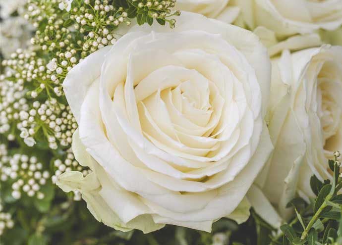 Avalanche+ - Witte rozen - 1 stuk