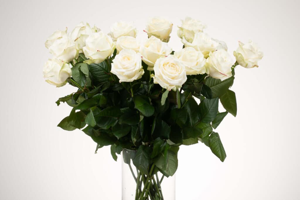 Avalanche+ - White roses - 12 pieces